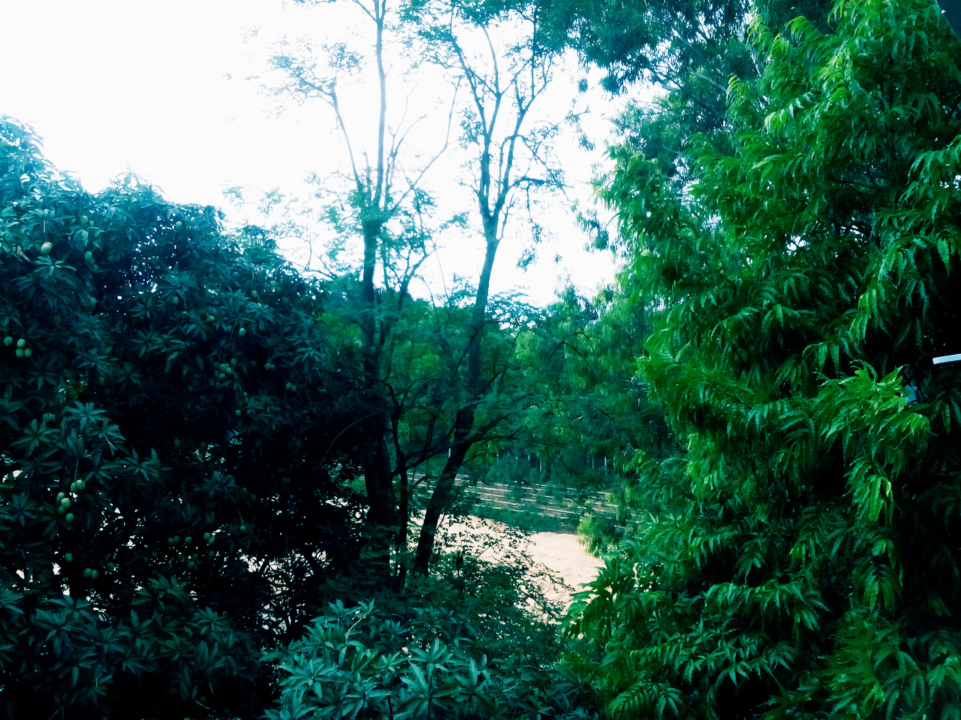 I love the way my view becomes so green and vibrant post the rains.